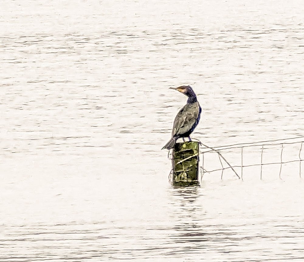 bird on windermere