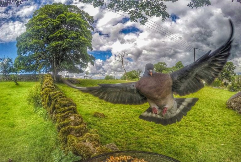 Garden Camera Highlights – In The Eden Valley, Cumbria