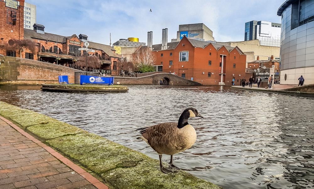 goose by the canal