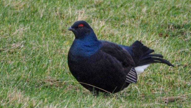 Durham Dales: Black Grouse of The North Pennines