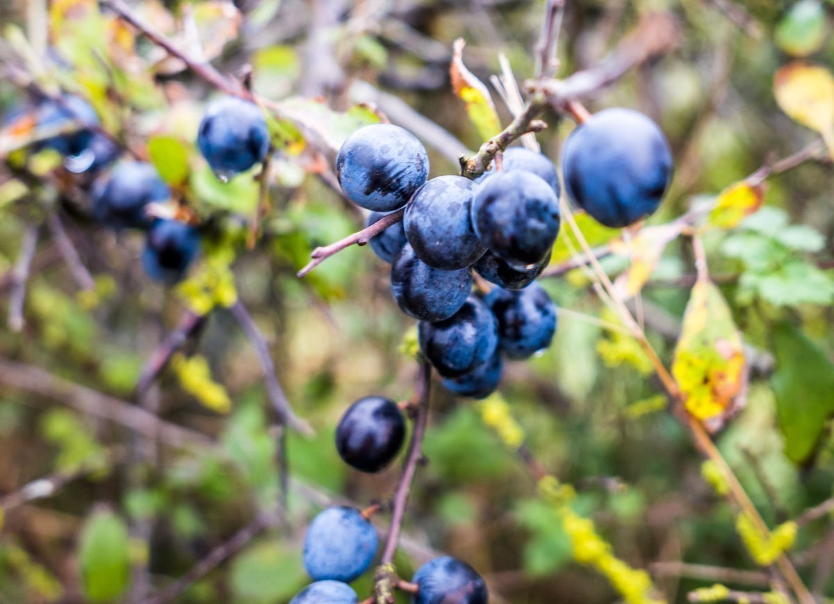 blue berries in the hedge