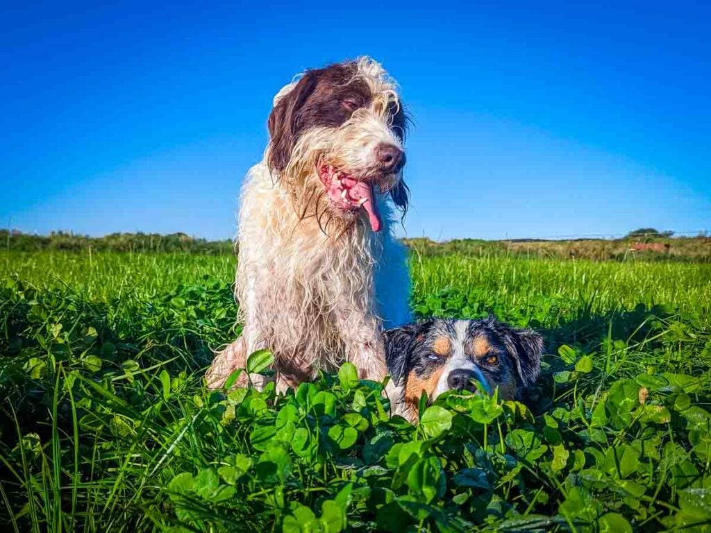 blue sky with field and dogs