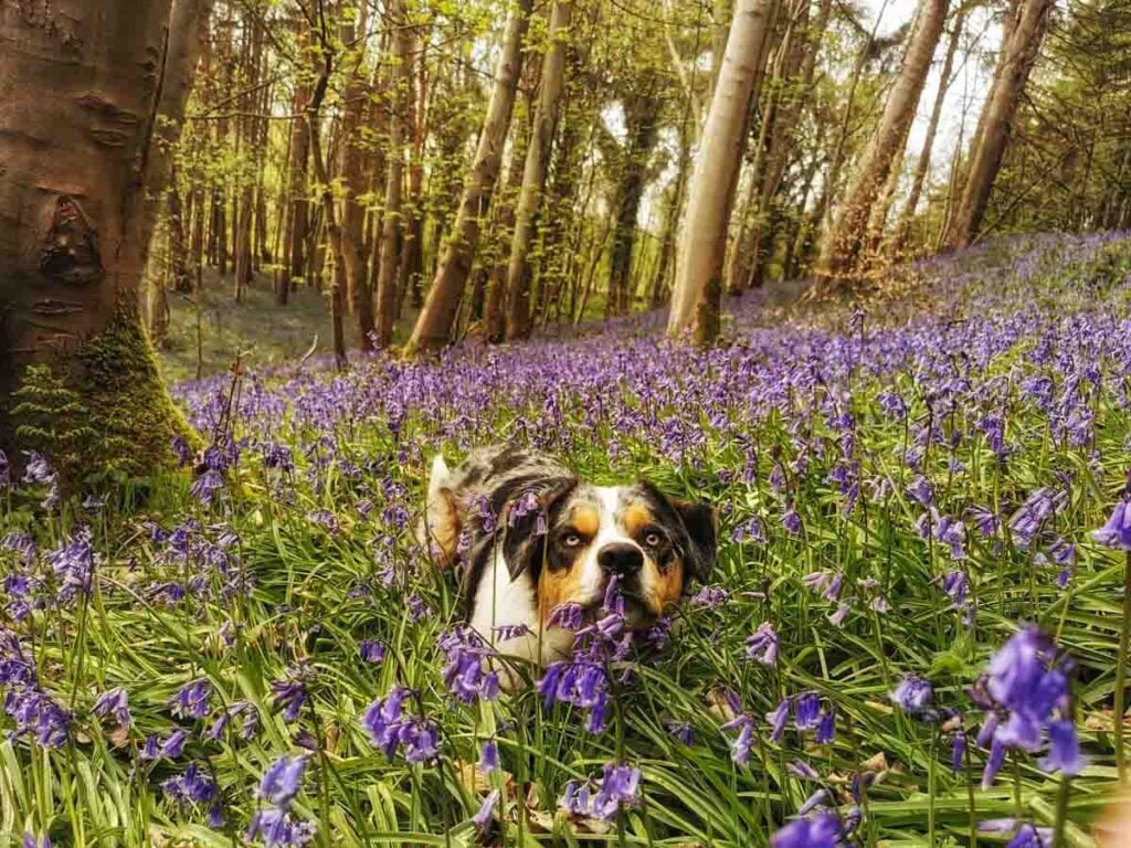 bluebells and dog at lindley wood reservoir