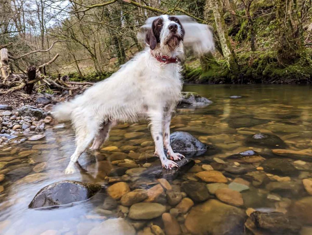 blurred dog photo