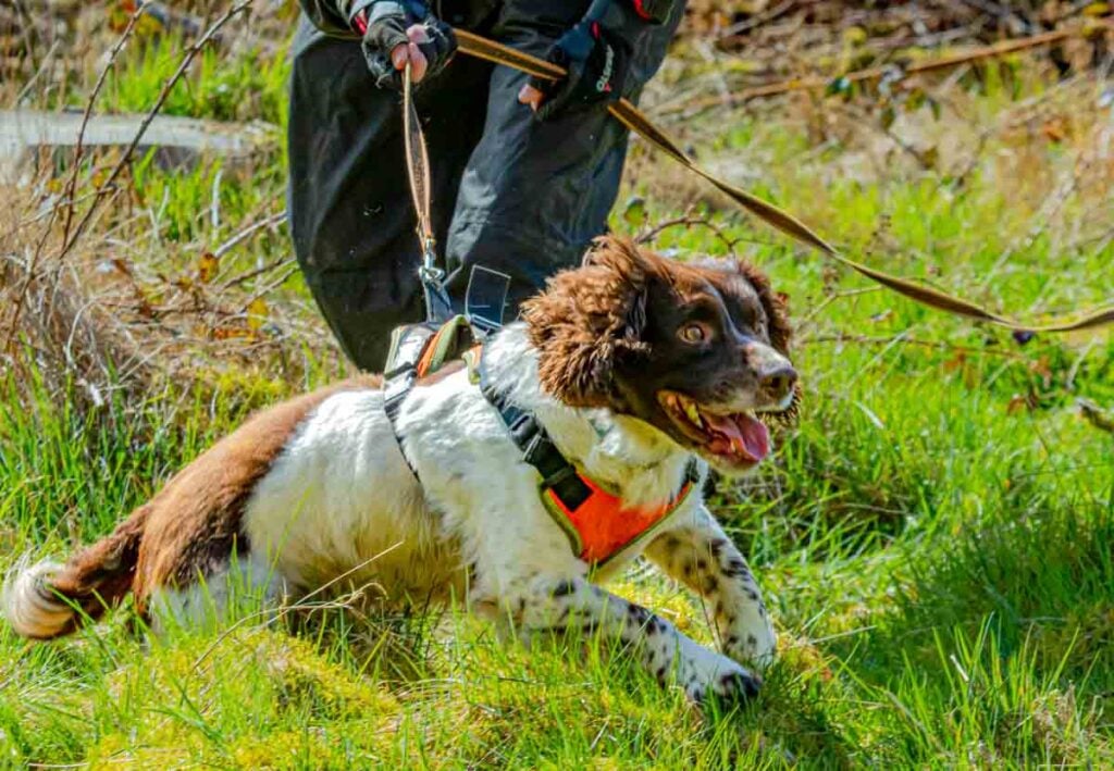 bonding and mantrailing