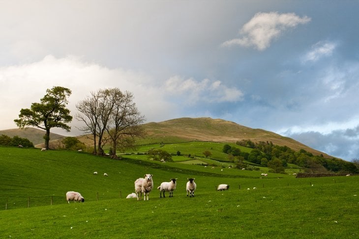 Beautiful Britain – Sheep In The Scenes 1