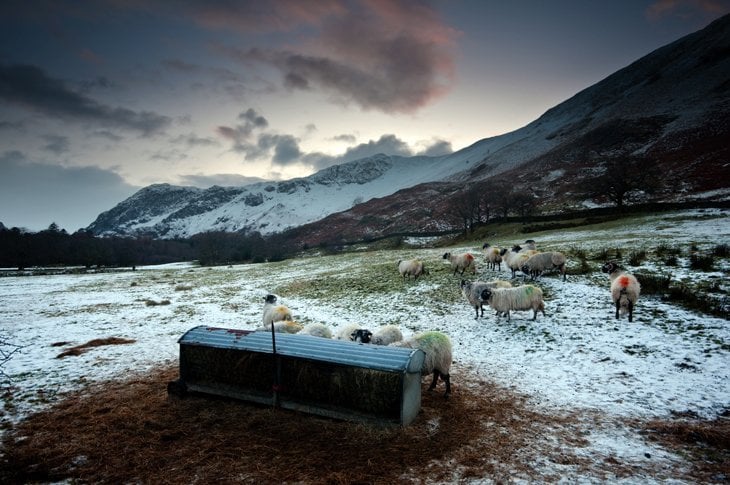 Beautiful Britain – Sheep In The Scenes 7