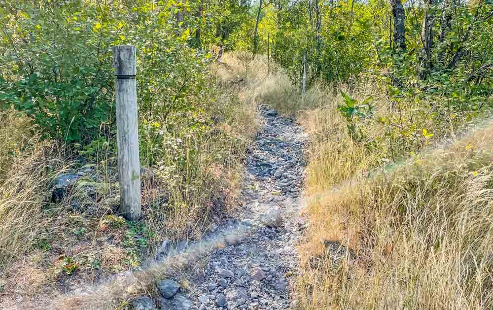 brushy trail with marker