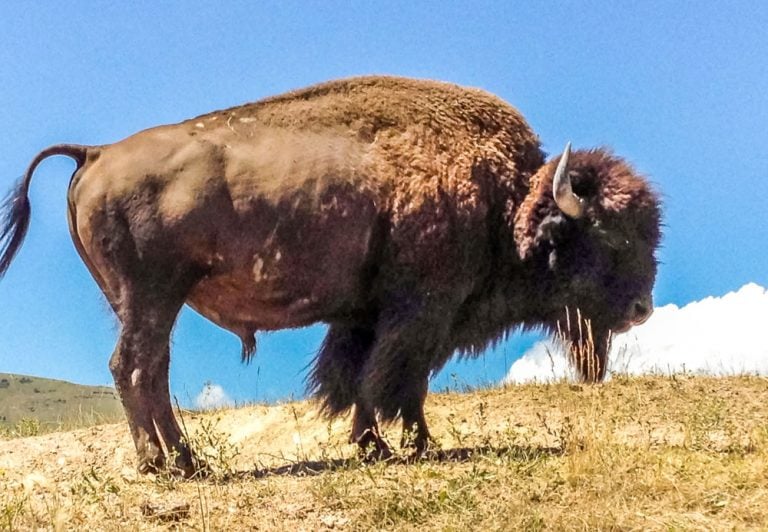 National Bison Range Of Montana, USA