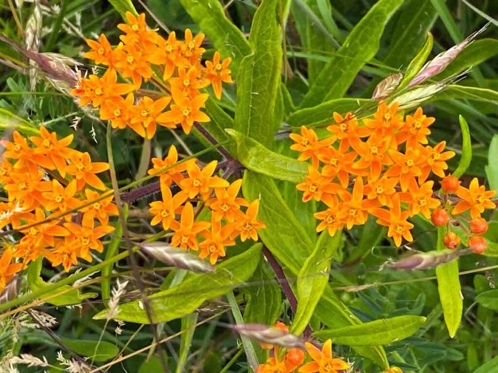 Butterfly Weed in bloom