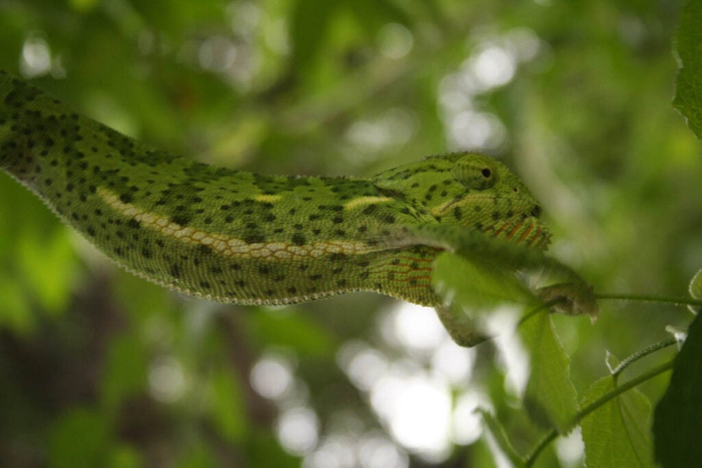 Flap-necked chameleon in the green