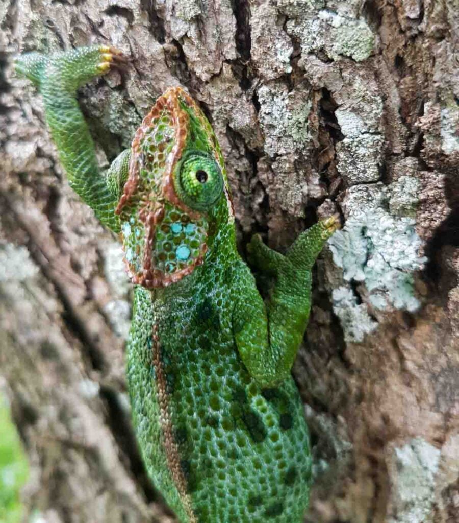 chameleon climbing