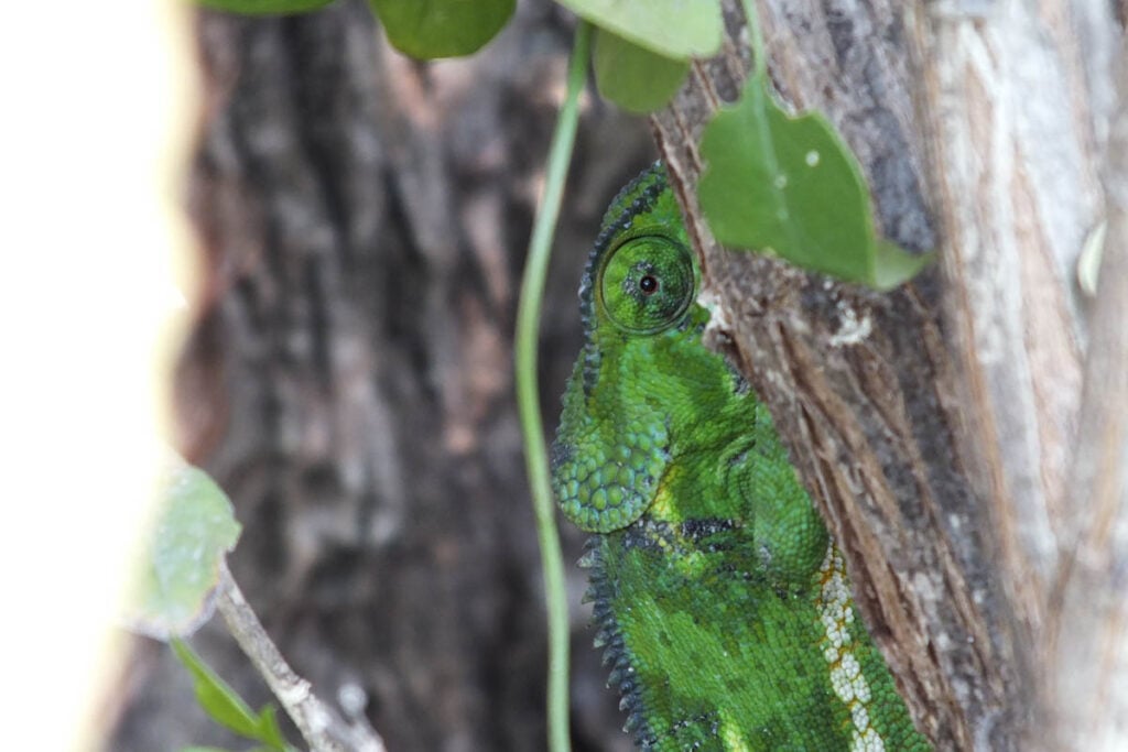 chameleon climbing a tree