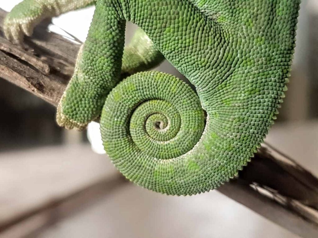 chameleon curled tail