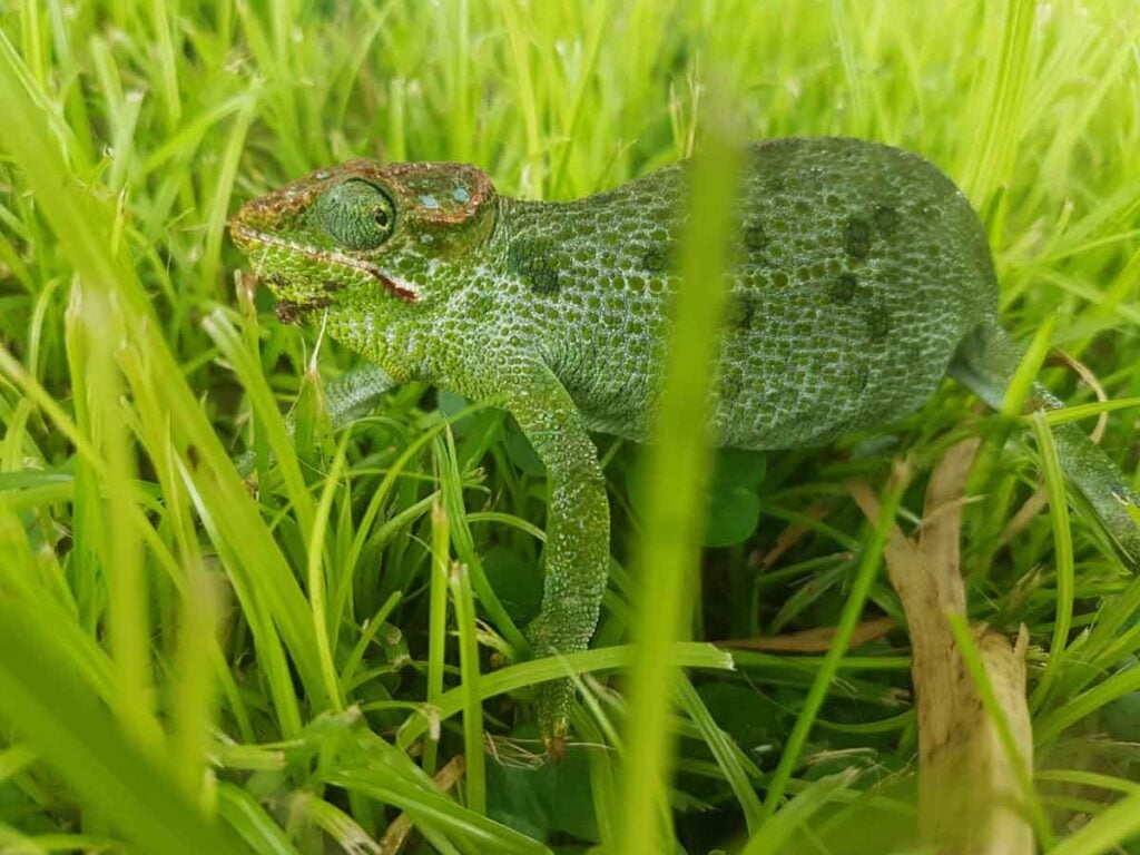 chameleon disguised in green grass