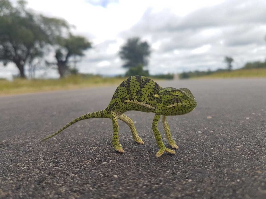 chameleon in the road