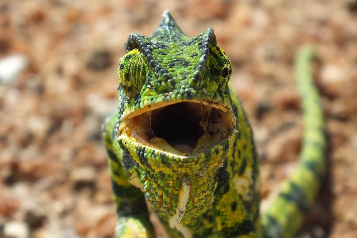 chameleon smiling