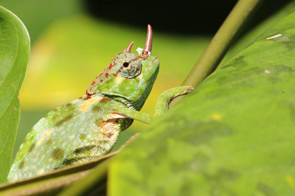 chameleon waiting for prey