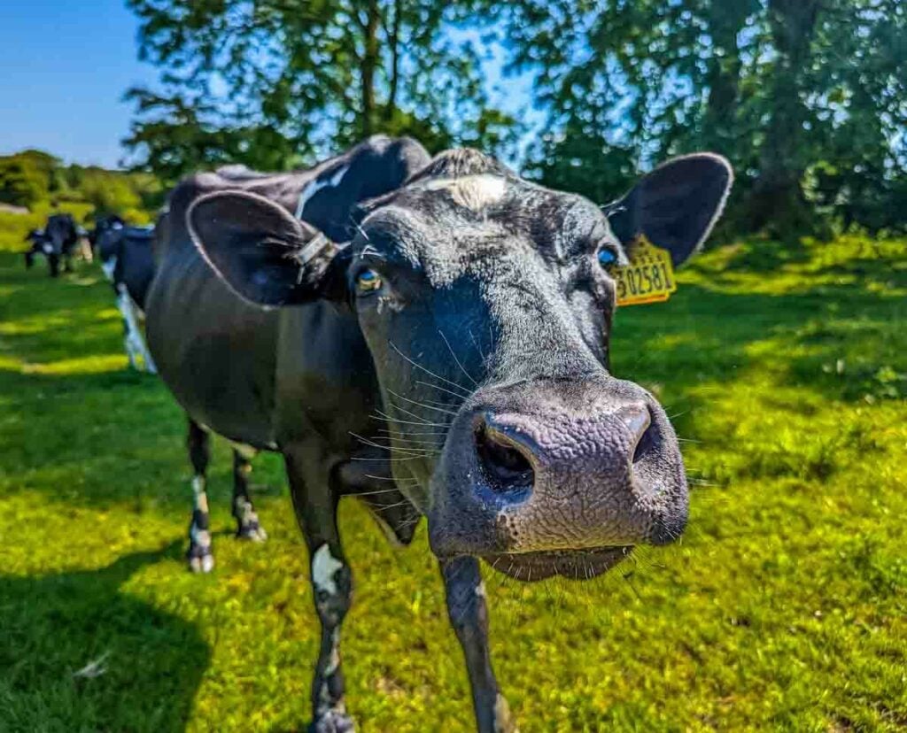 close up of a cow