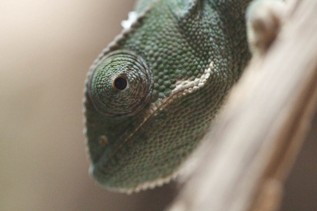 close up of chameleons head