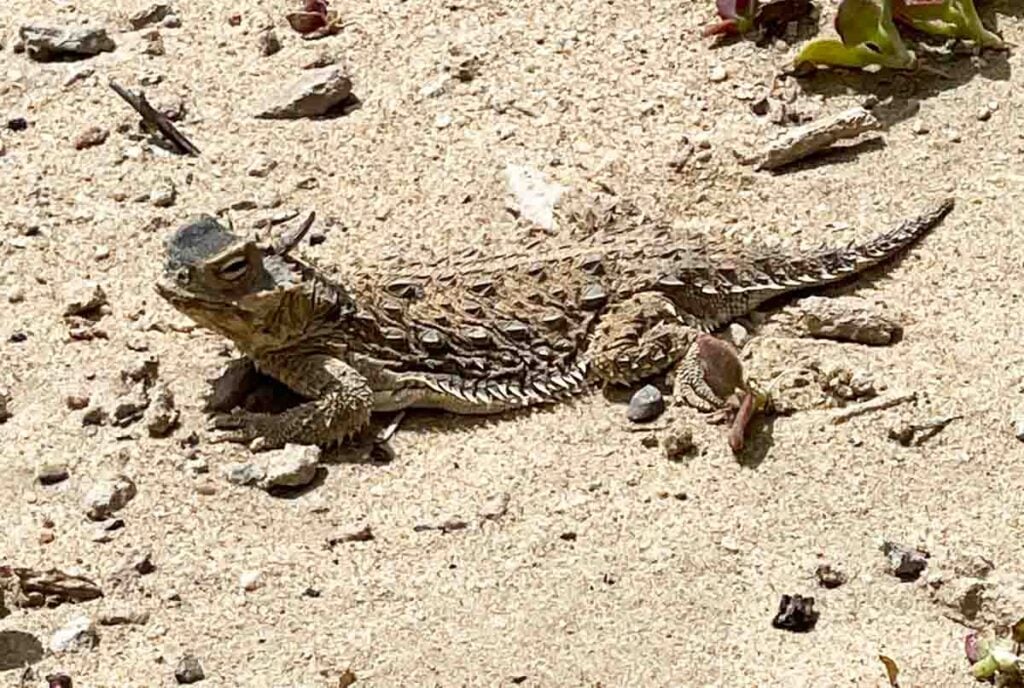 coast horned lizard