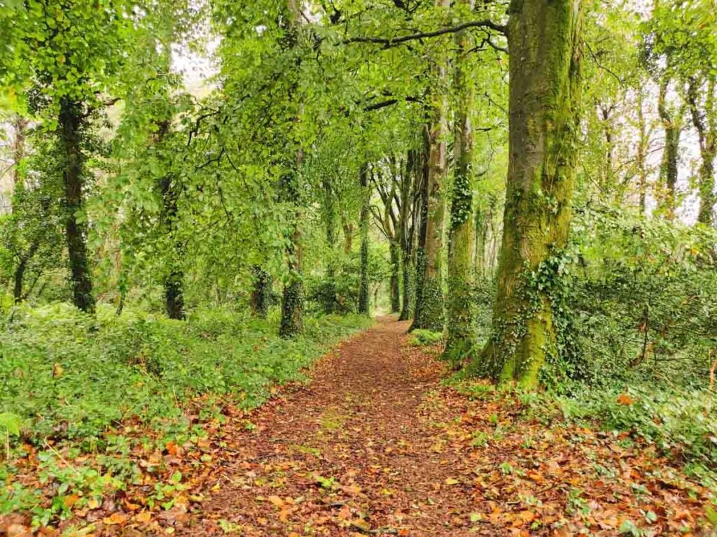 cornwall wooded footpath