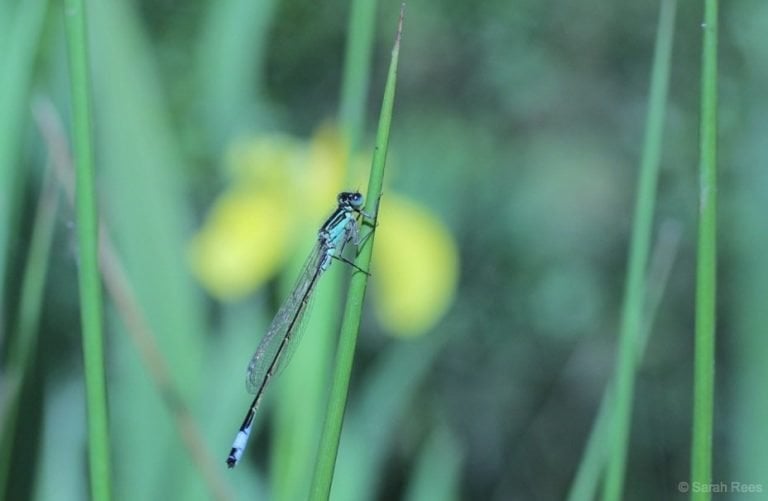 The Dainty Damselfly