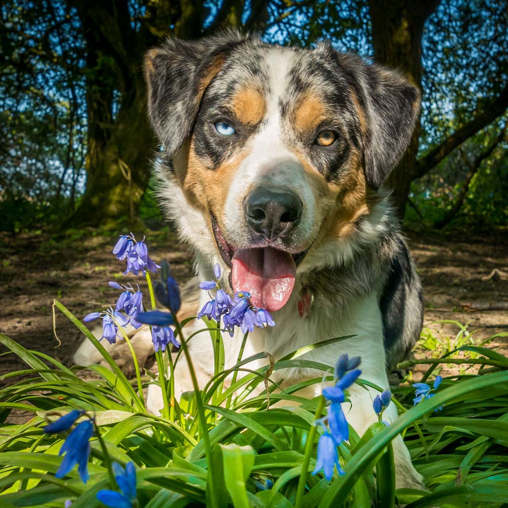 dog and bluebells