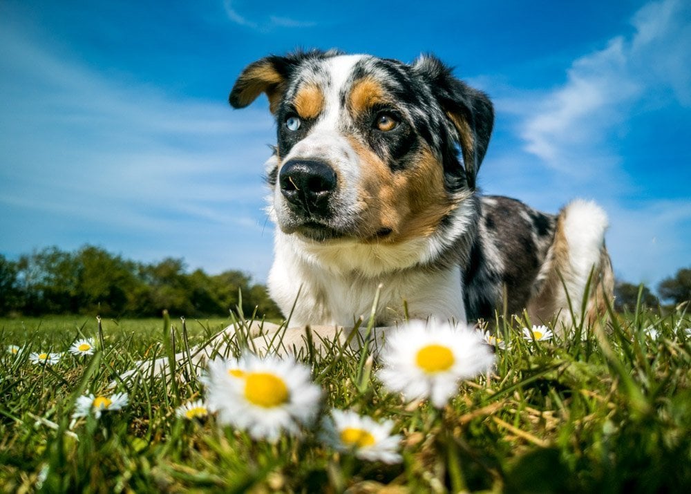 nature is a prop for dog photos