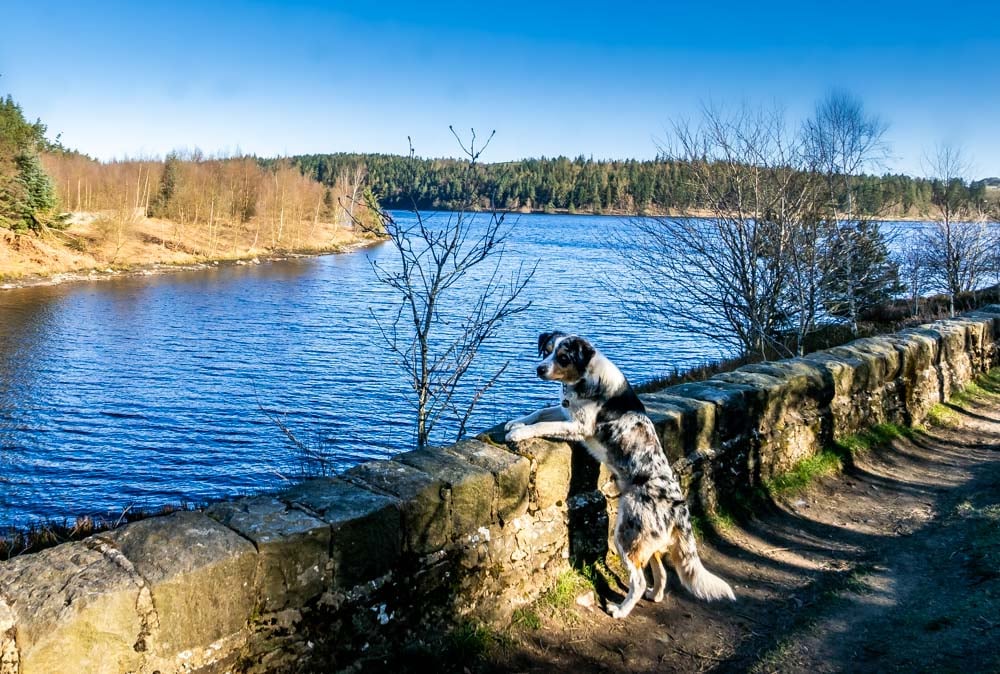 dog and langsett reservoir