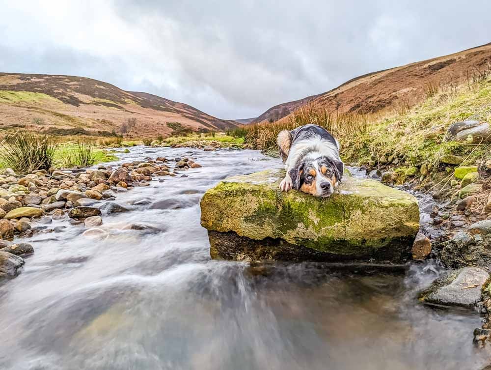 dog at langden brook