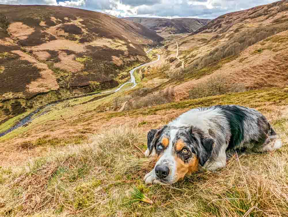 dog at langden valley