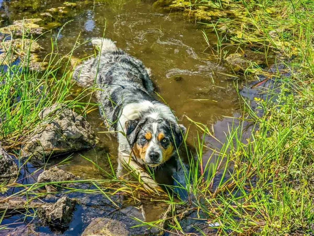 dog cooling off