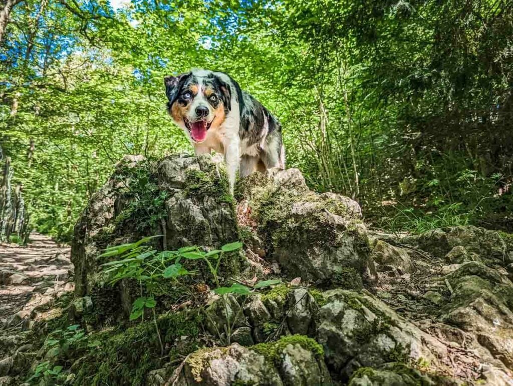 dog enjoying eaves wood