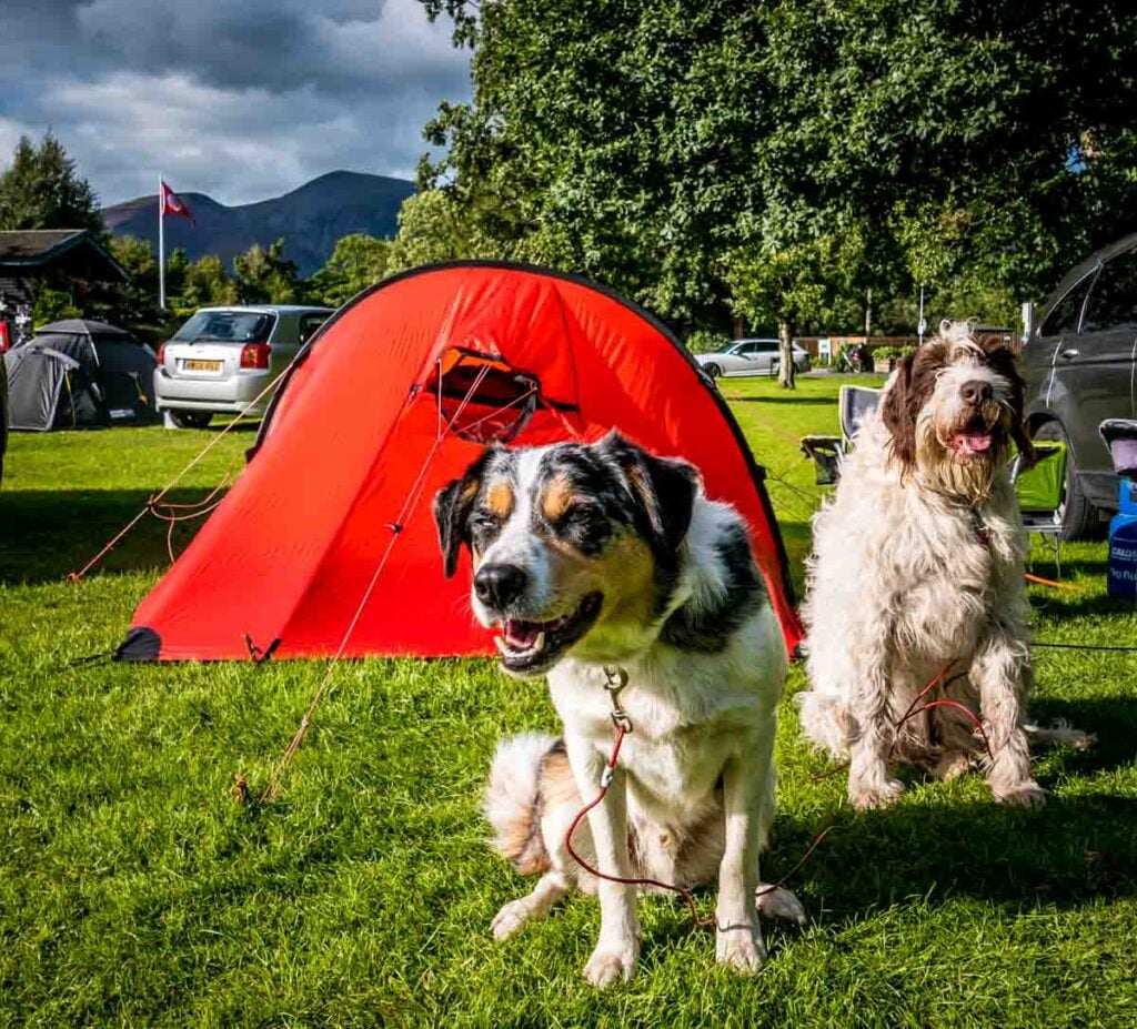 dog friendly camping at keswick