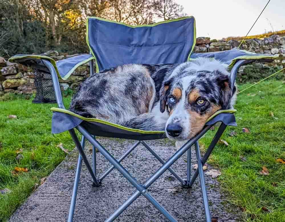 dog in camping chair