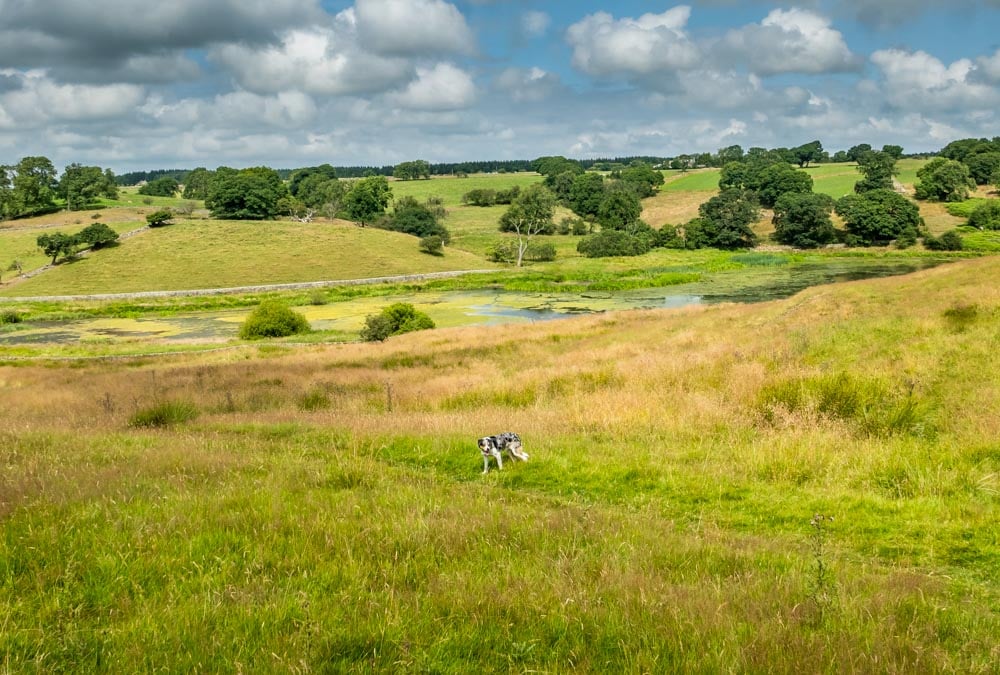 dog in north yorkshire field