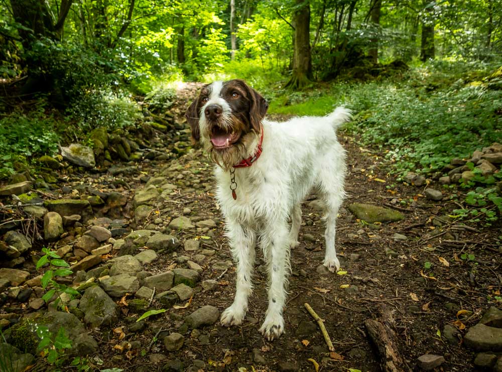 dog in the woods