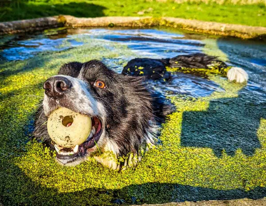 dog in water