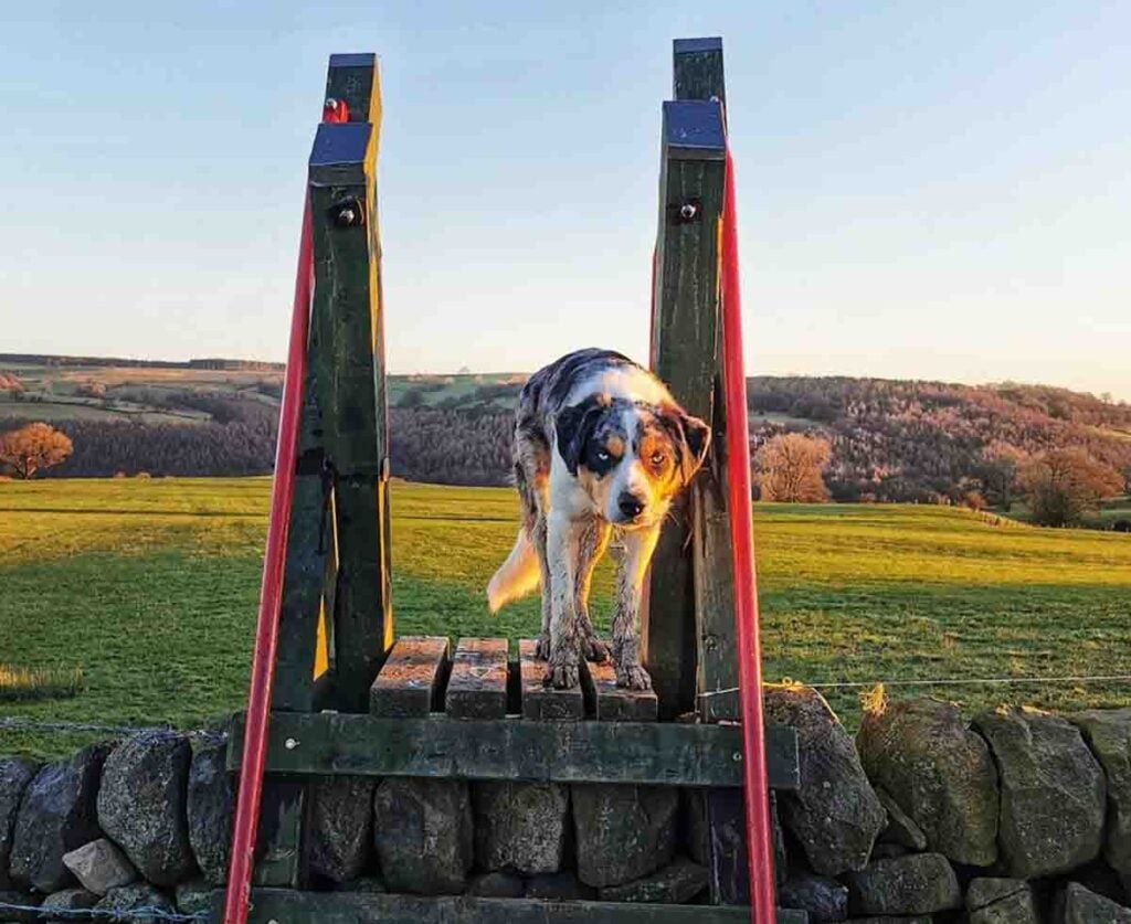 dog on big stile