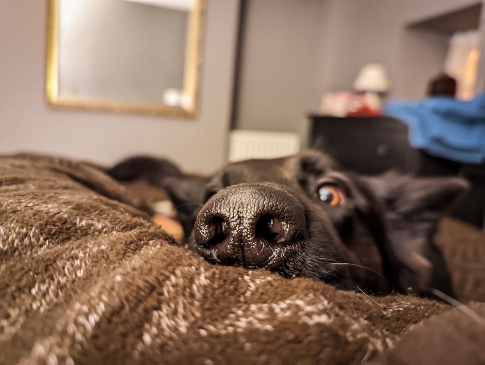 dog on the bed