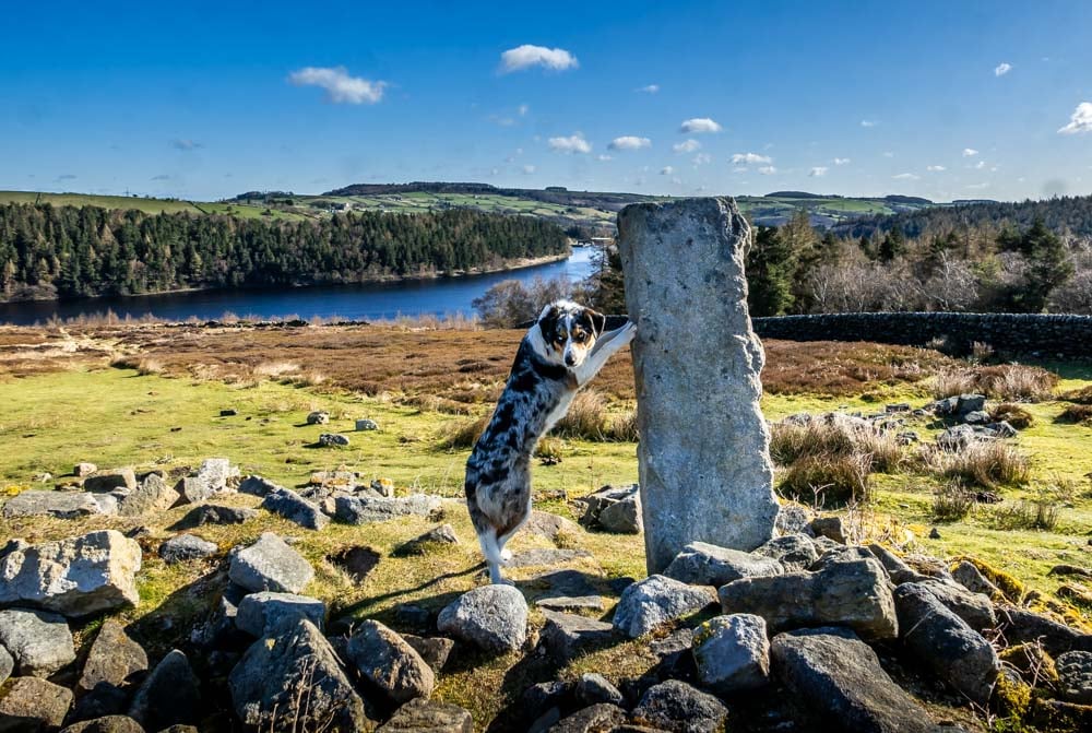 dog at north america ruins at langsett reservoir