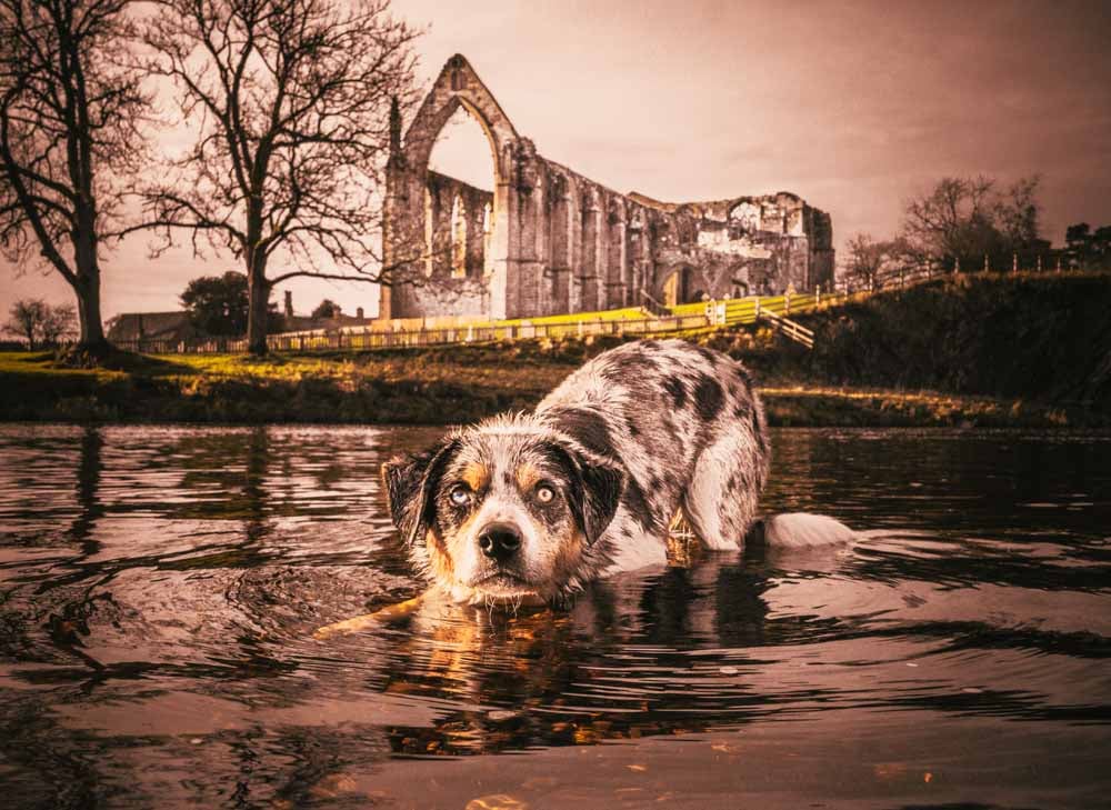 dog paddling at bolton abbey ruins