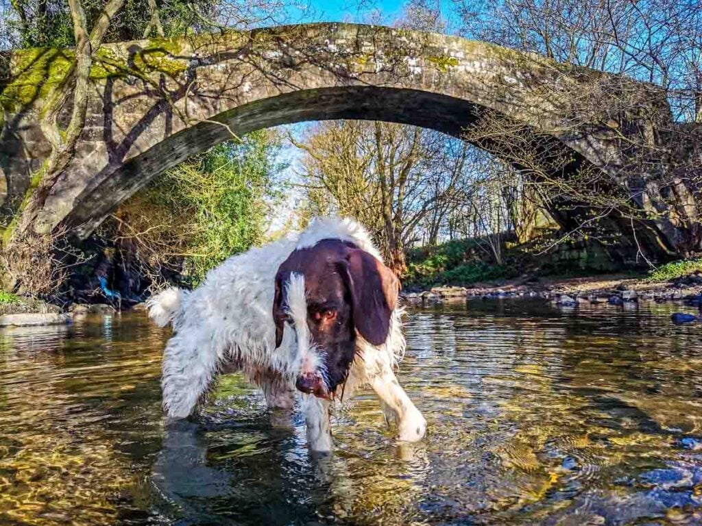 dog paddling at dob park bridge