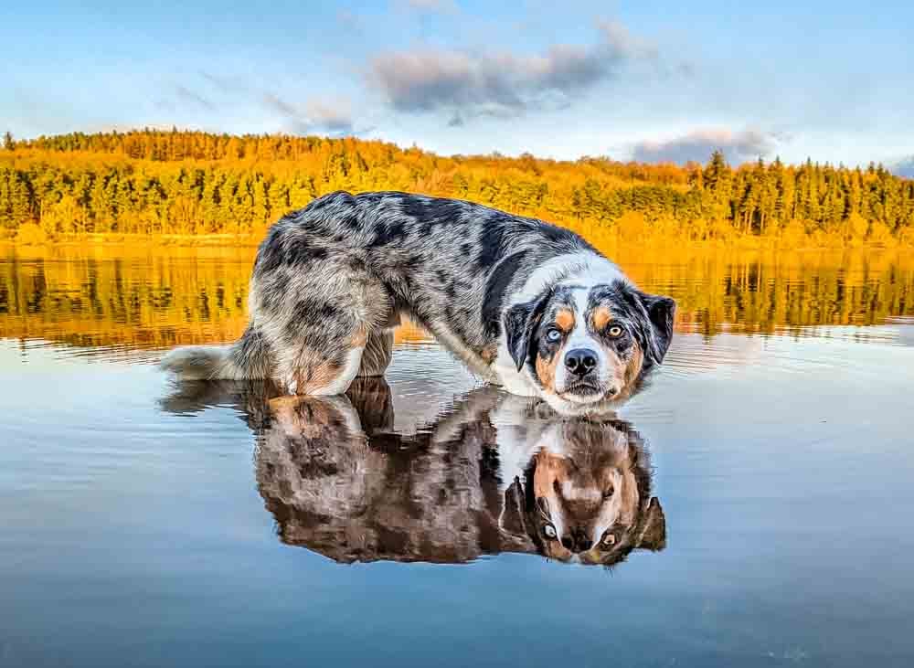 dog paddling at fewston reservoir