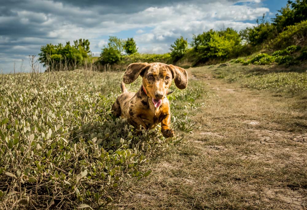 catching a dog running