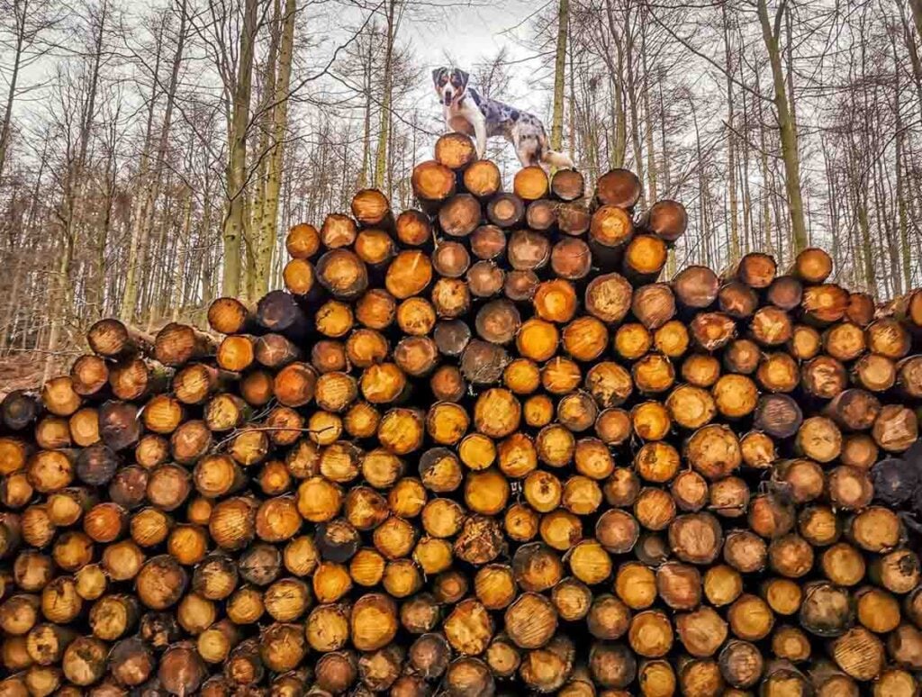 dog playing on forest trees