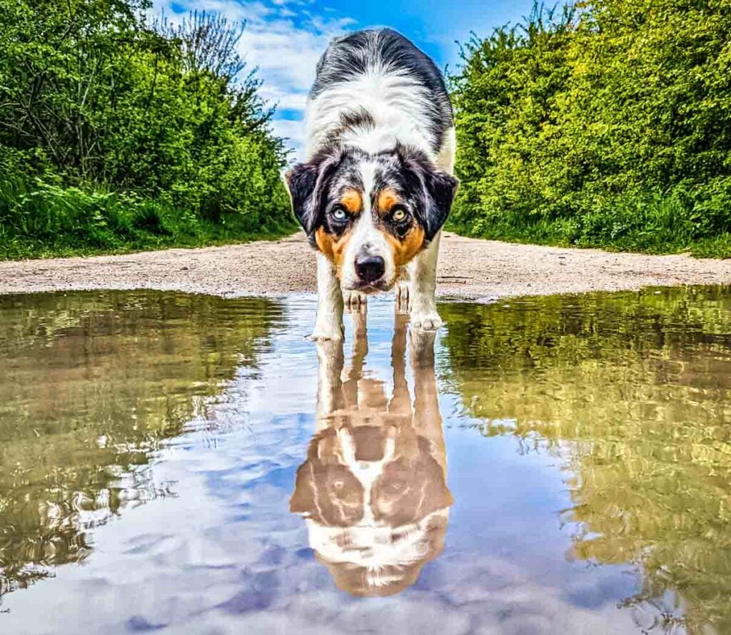 dog refection in water