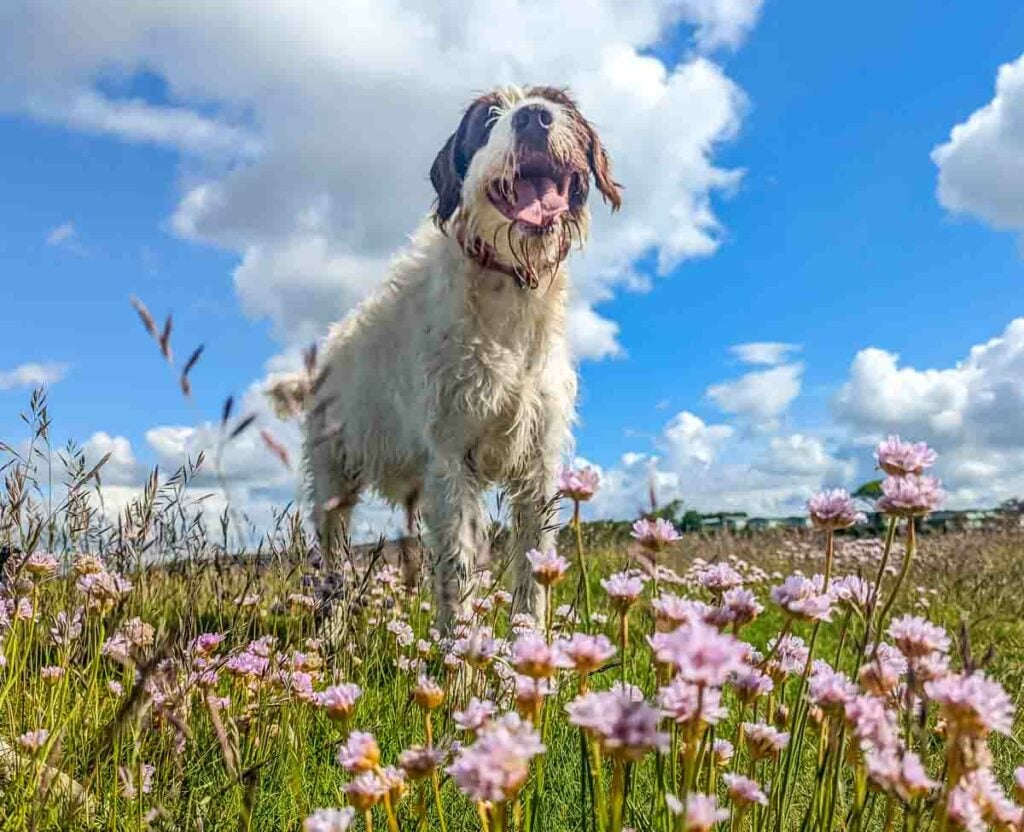 dog running through sea thrift