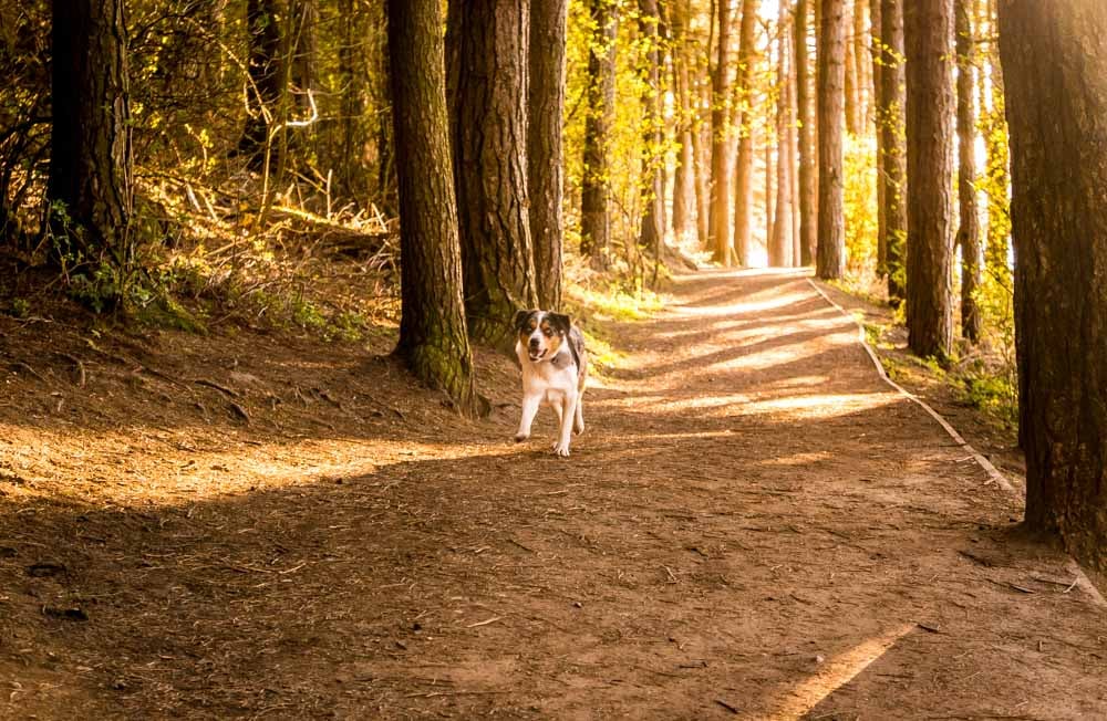 dog walking at langsett